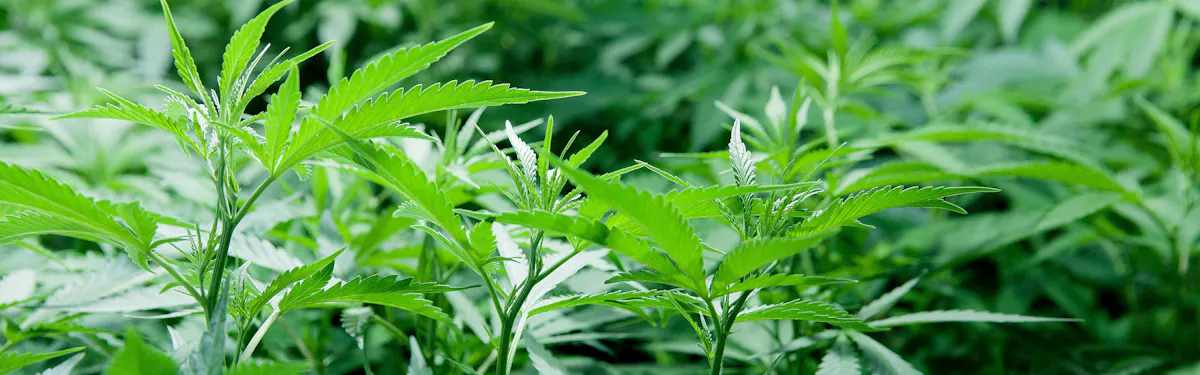plants4friends brand banner