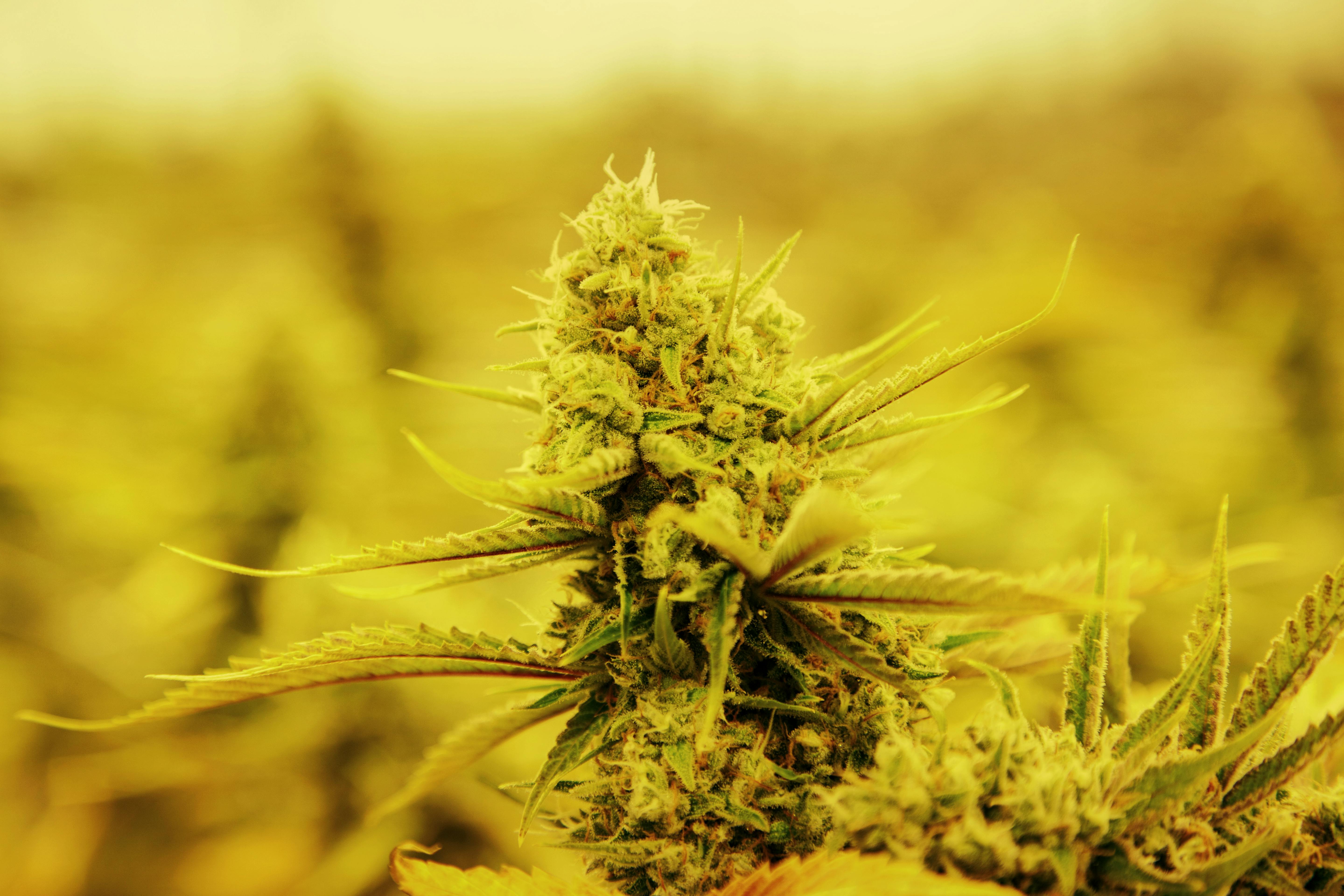 High Grade AZ brand banner