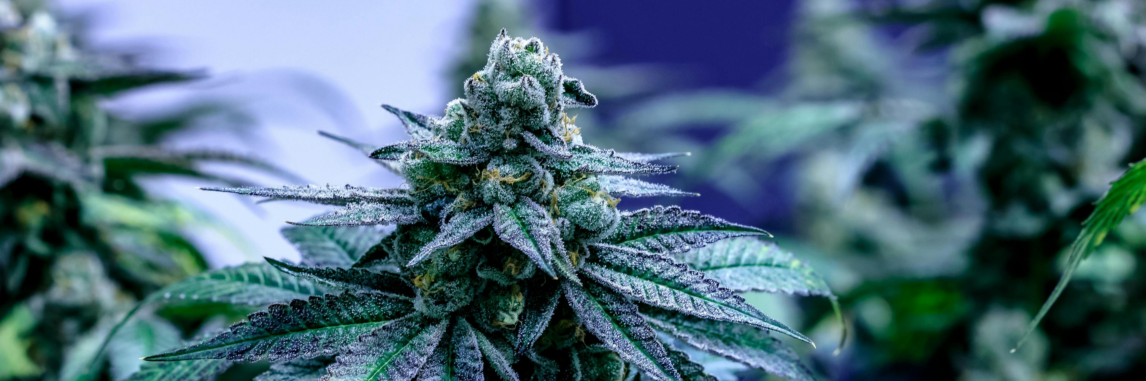 Starbuds Luzern brand banner