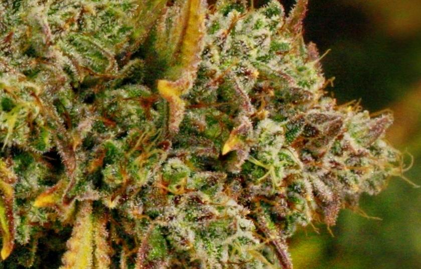 Fr33dom Farms