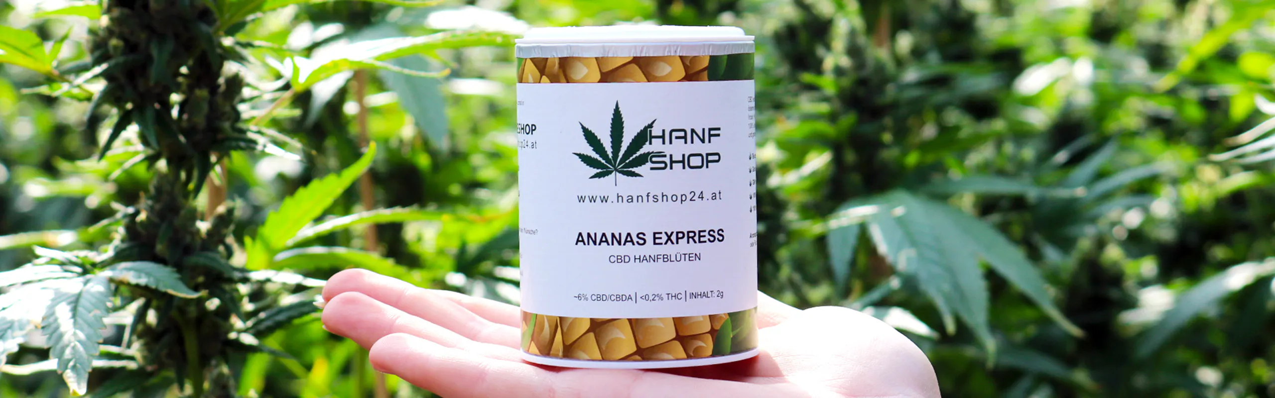 Hanfshop24 brand banner