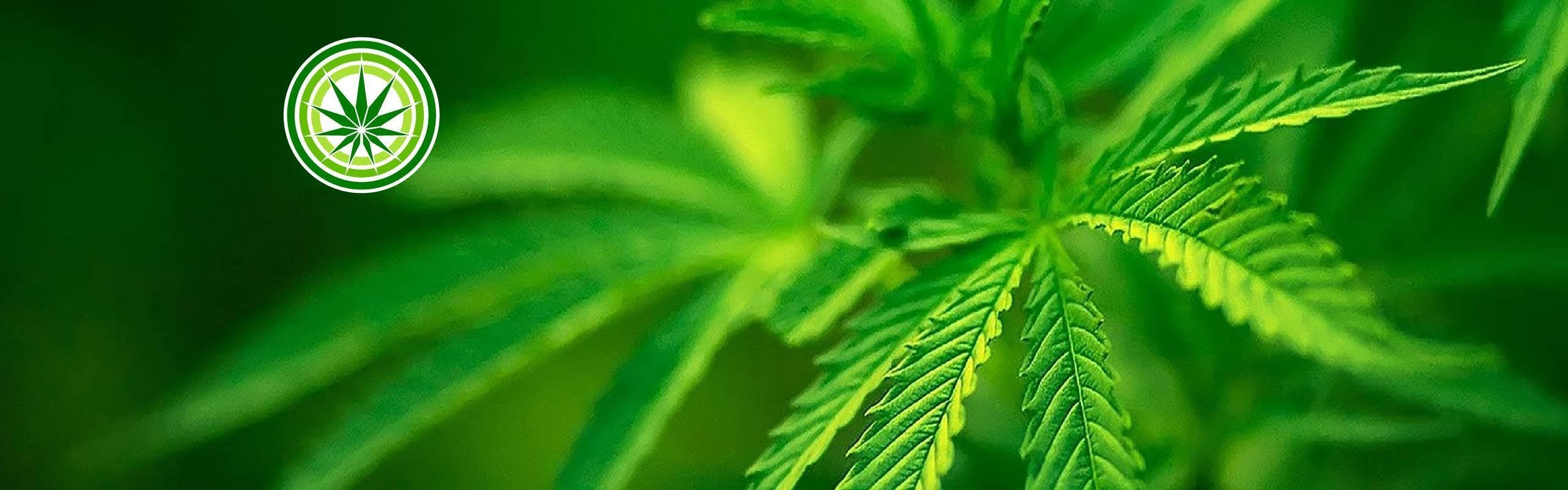 Variety of Cannabis brand banner