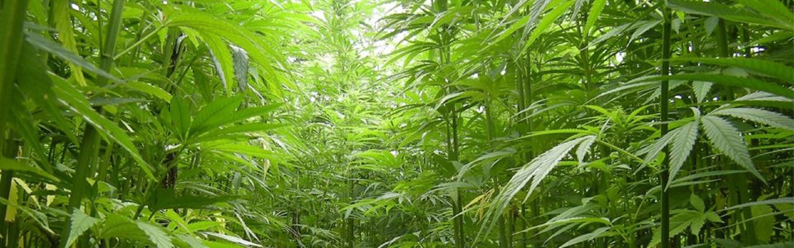 Organic España brand banner