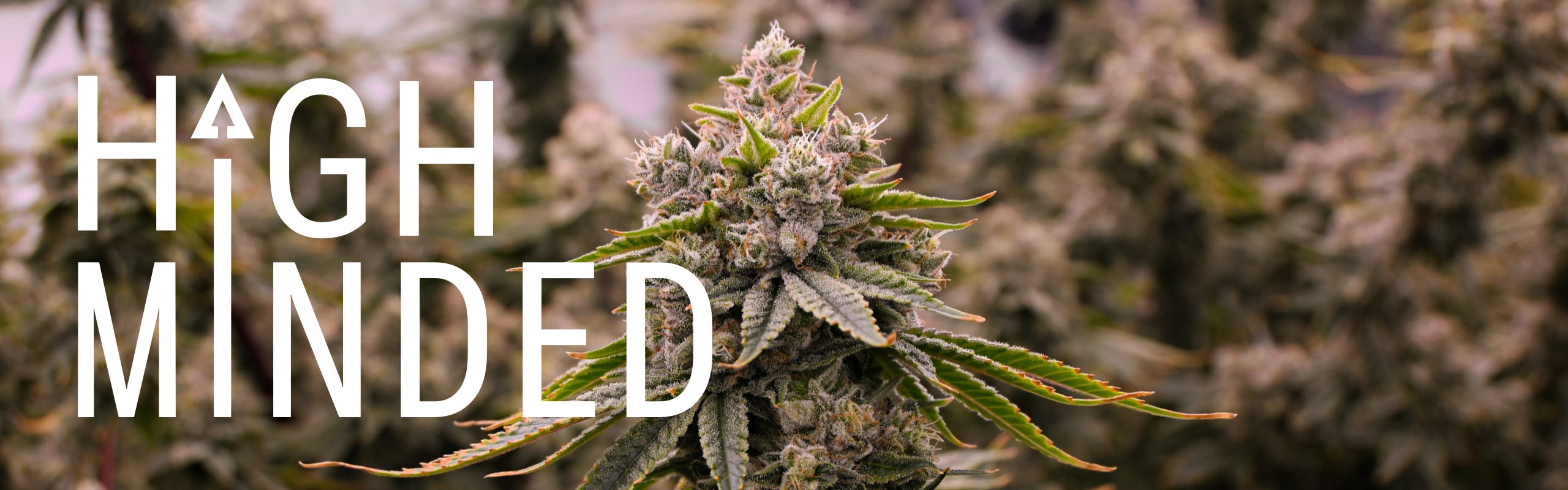 High Minded brand banner