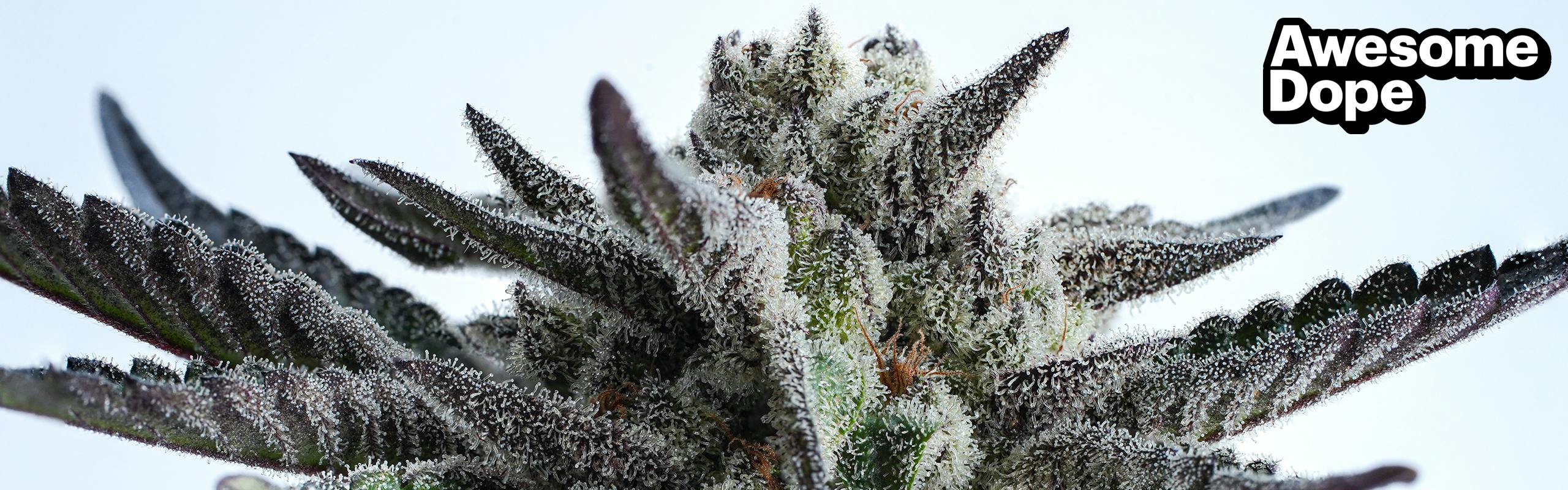 Awesome Dope