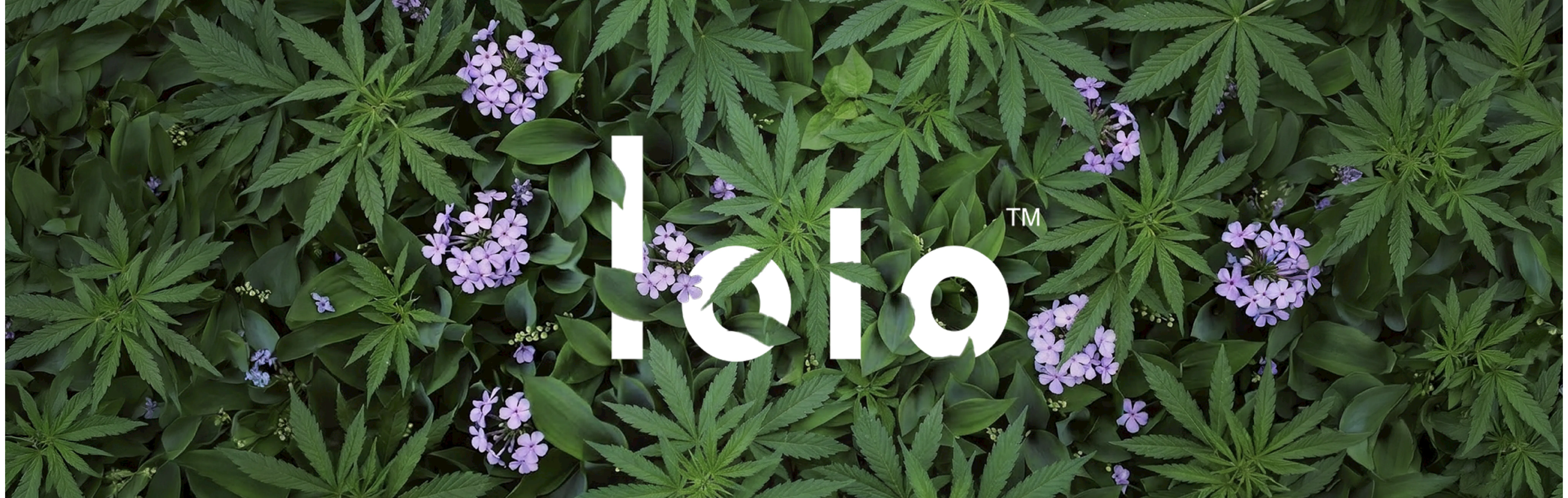 lolo brand banner