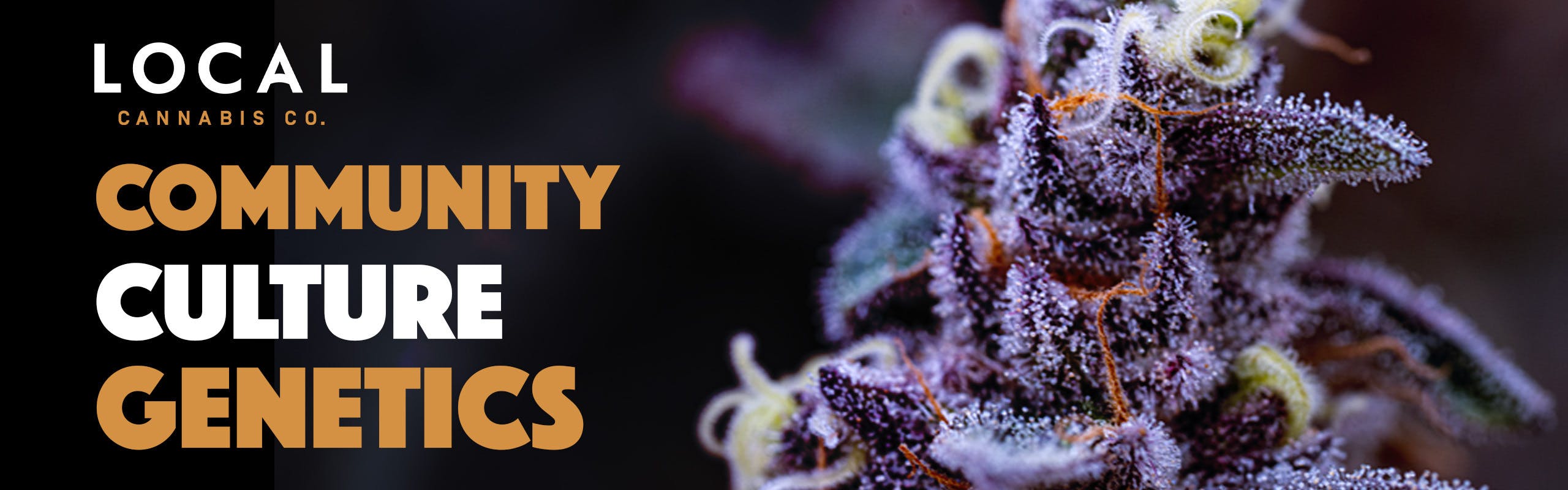 Local Cannabis Company brand banner