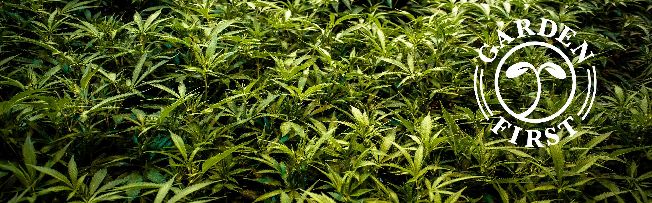 Garden First Cannabis brand banner