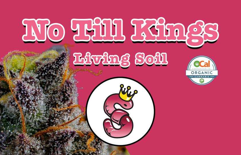 No Till Kings