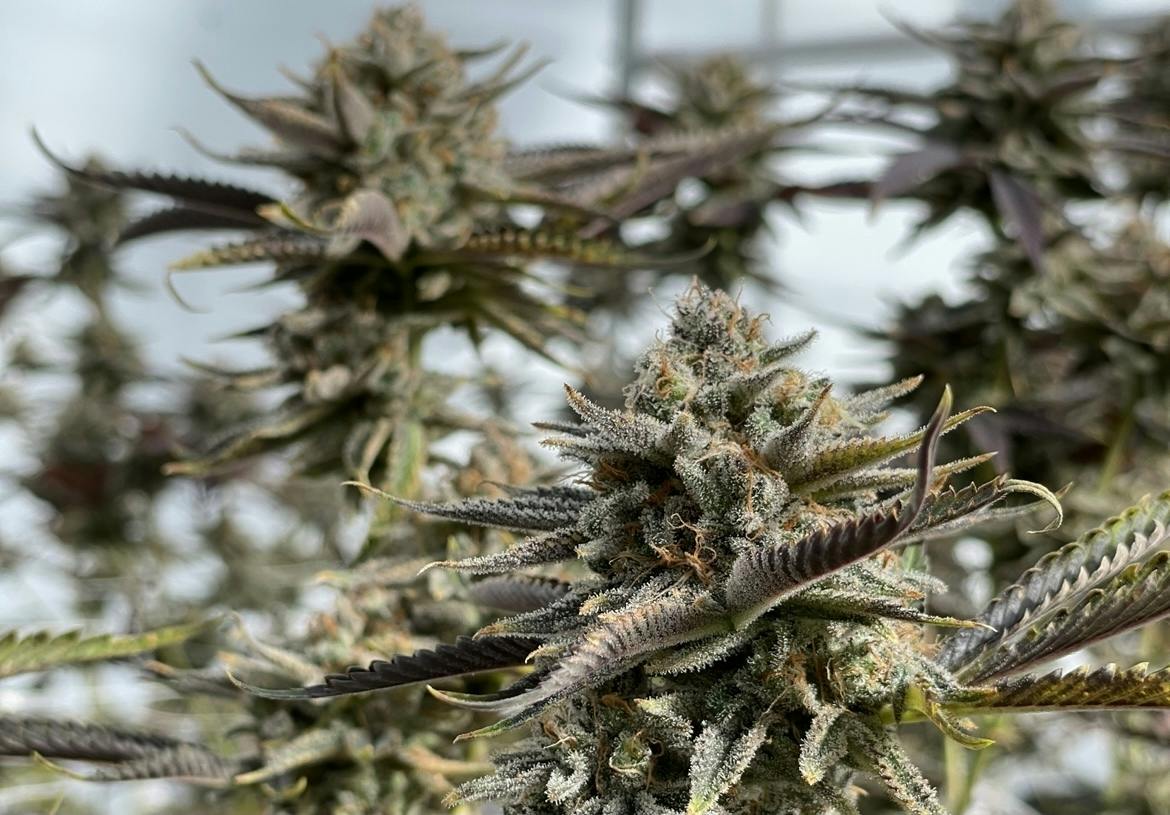 New Moon Cultivation