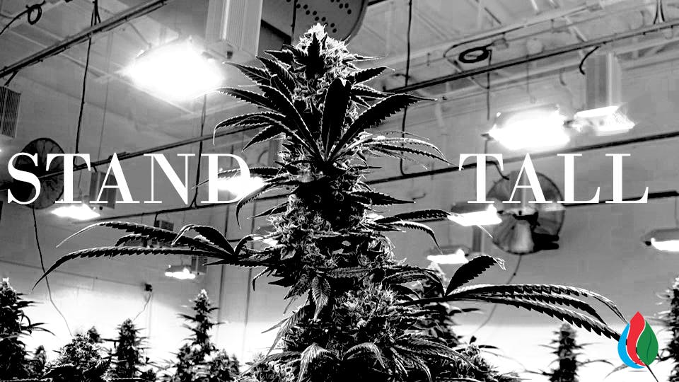 Nexleaf Cultivation brand banner