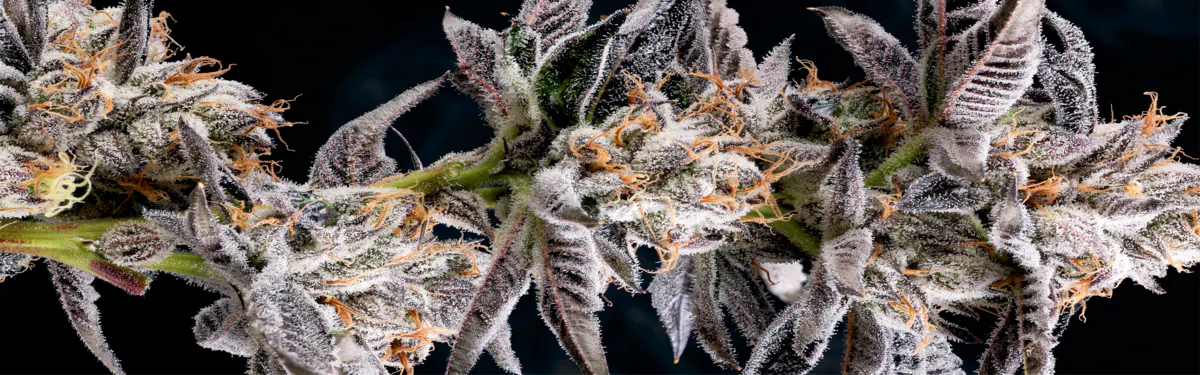 Traditional brand banner