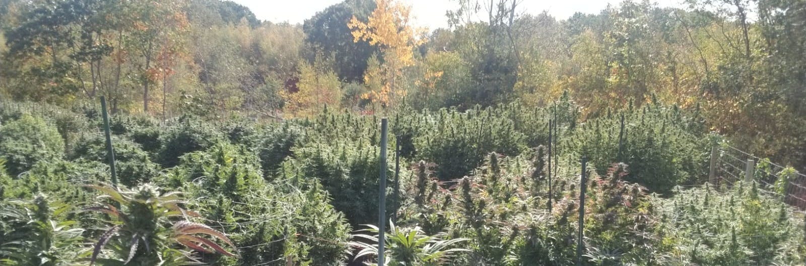 Daedalus Craft Cannabis brand banner