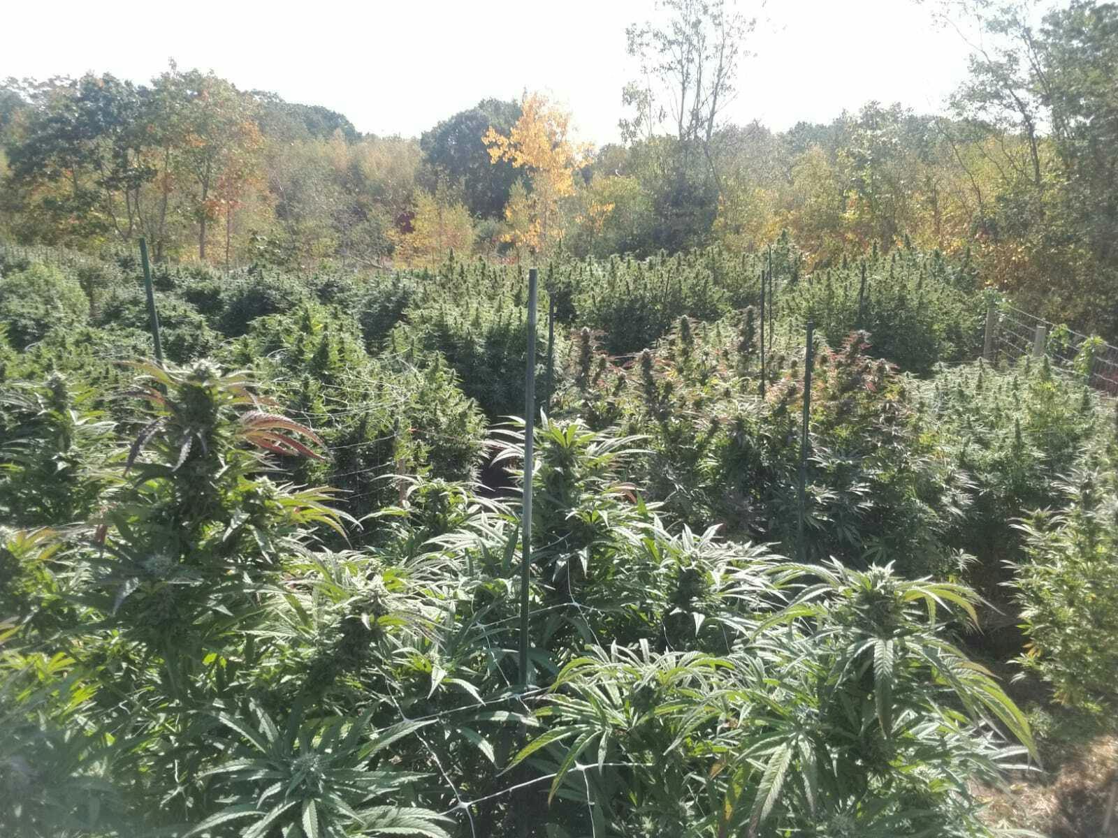 Daedalus Craft Cannabis