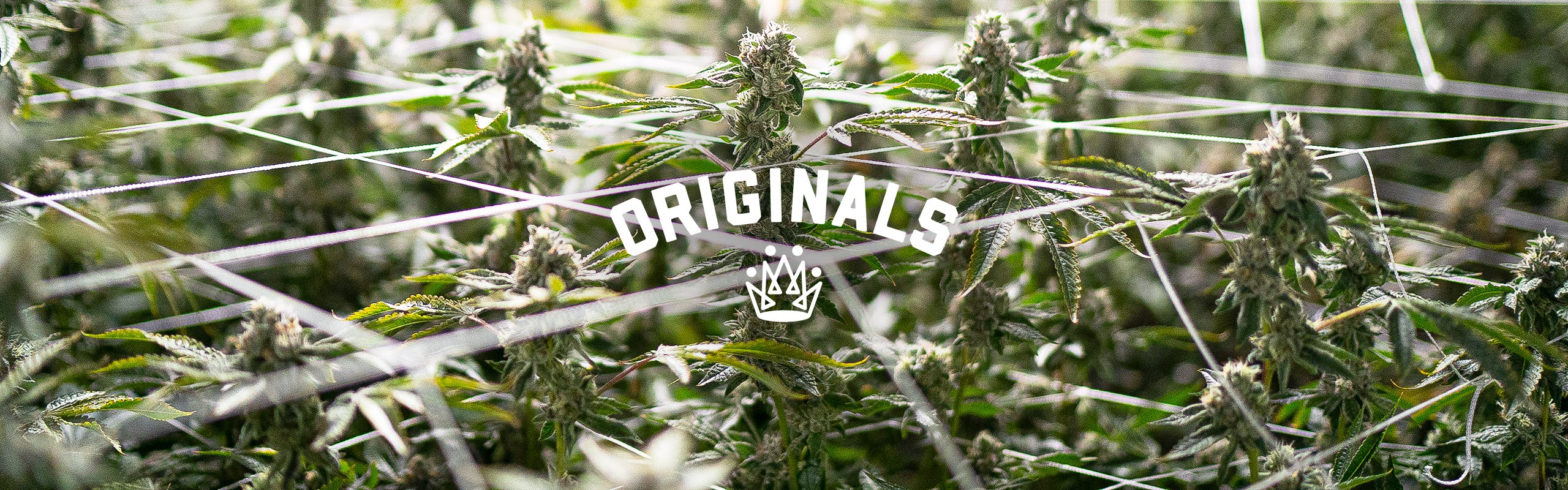 Originals brand banner