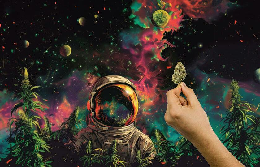 Cosmos THC