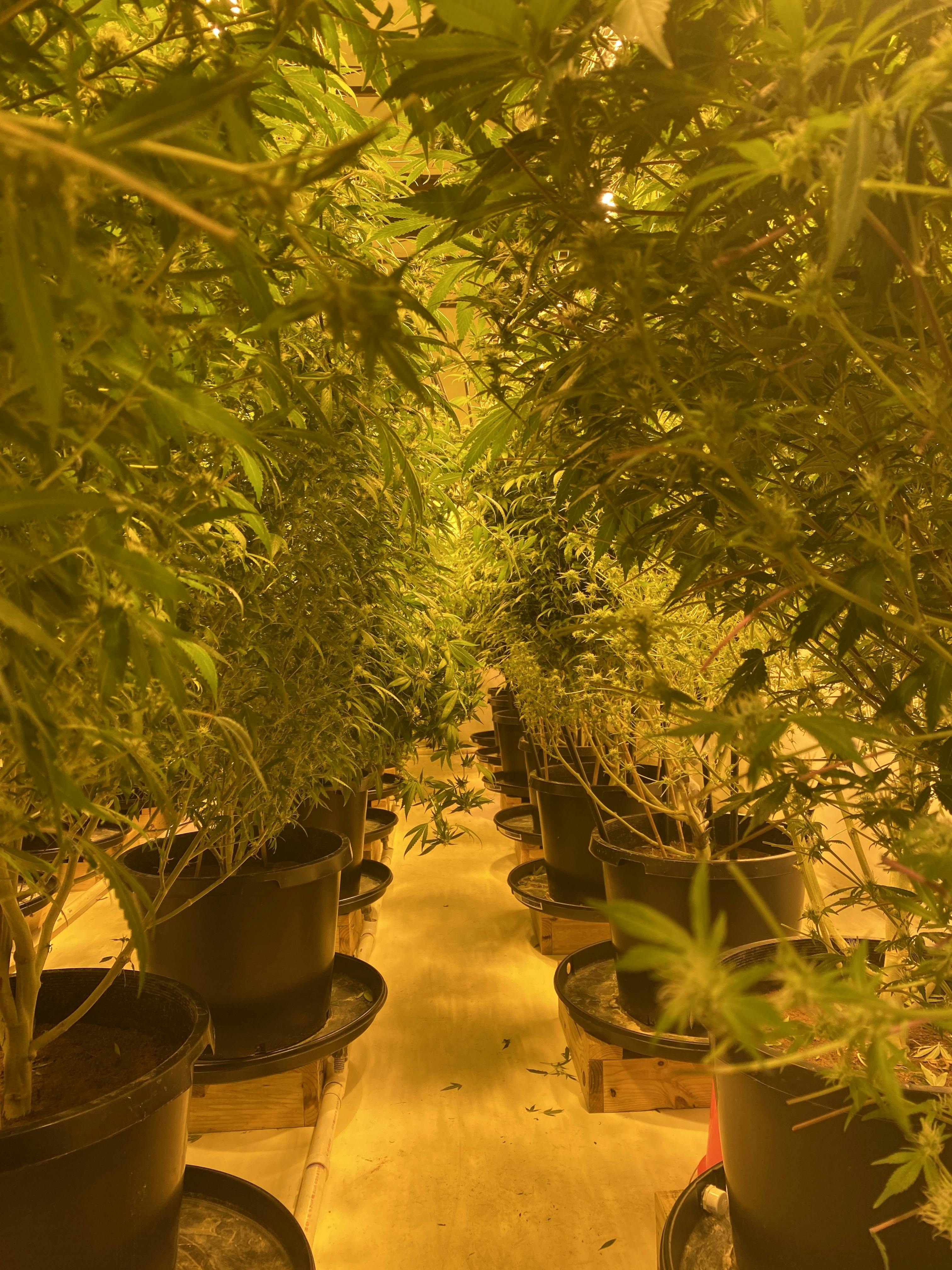 Dependable Days LLC brand banner