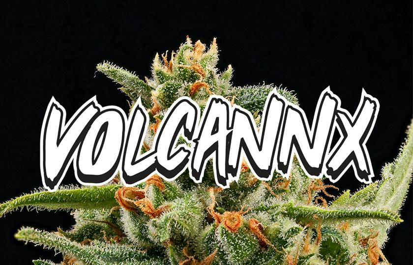 VOLCANNX
