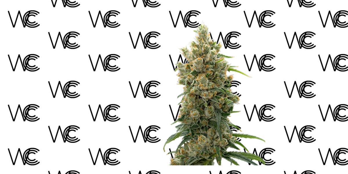 West Coast Cannabis Club