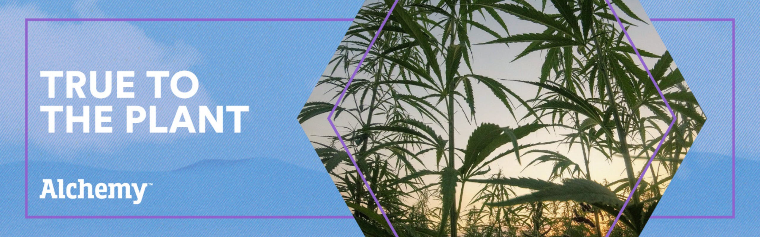 Alchemy brand banner