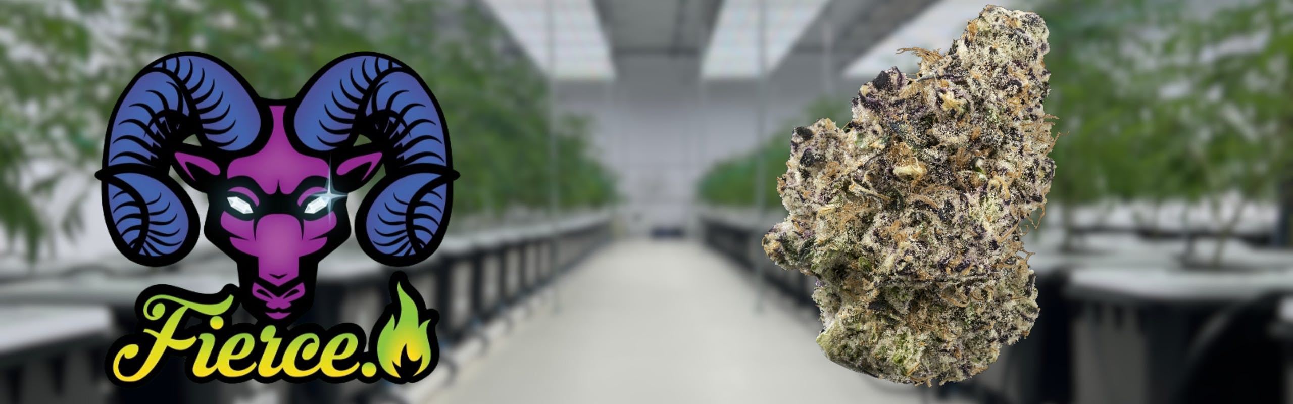 FIERCE CULTIVATION brand banner