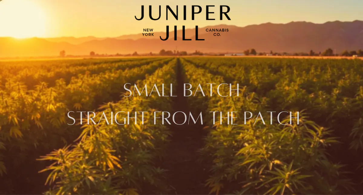Juniper Jill Cannabis Co brand banner