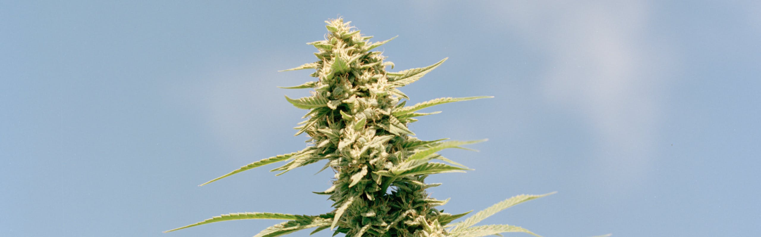 Hudson Cannabis brand banner