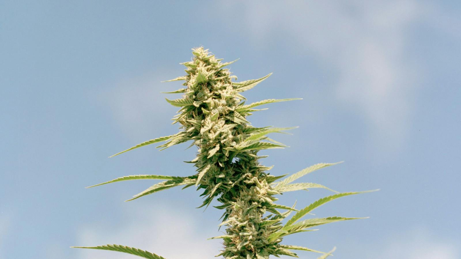 Hudson Cannabis