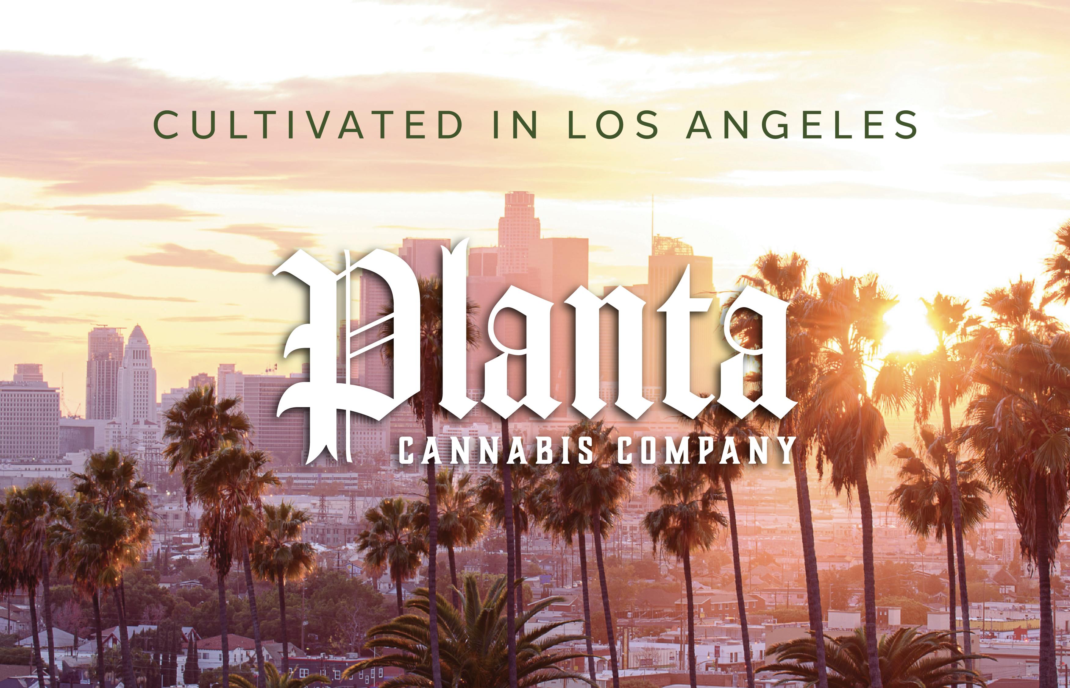 Planta Cannabis co