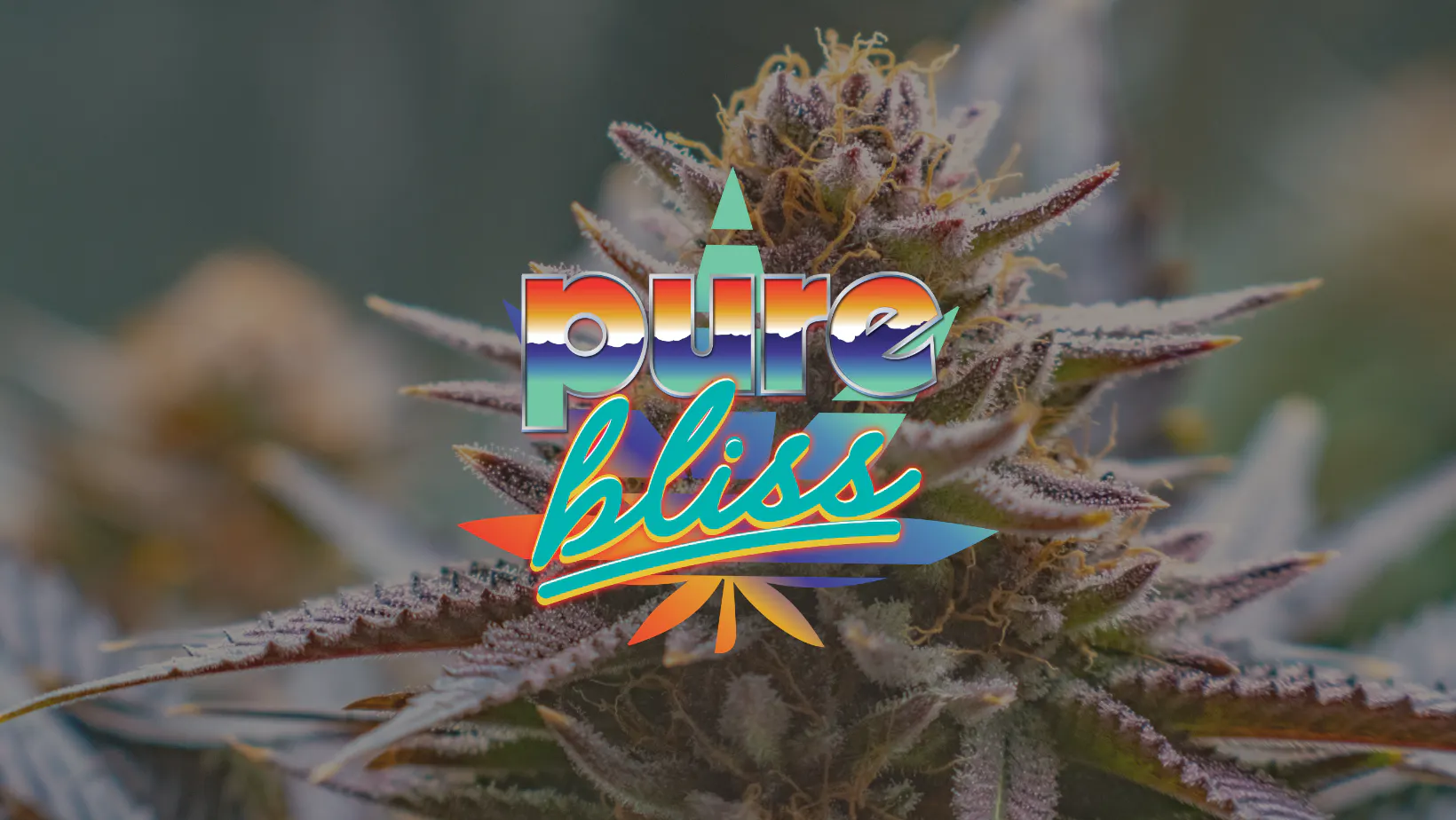Pure Bliss Farms brand banner