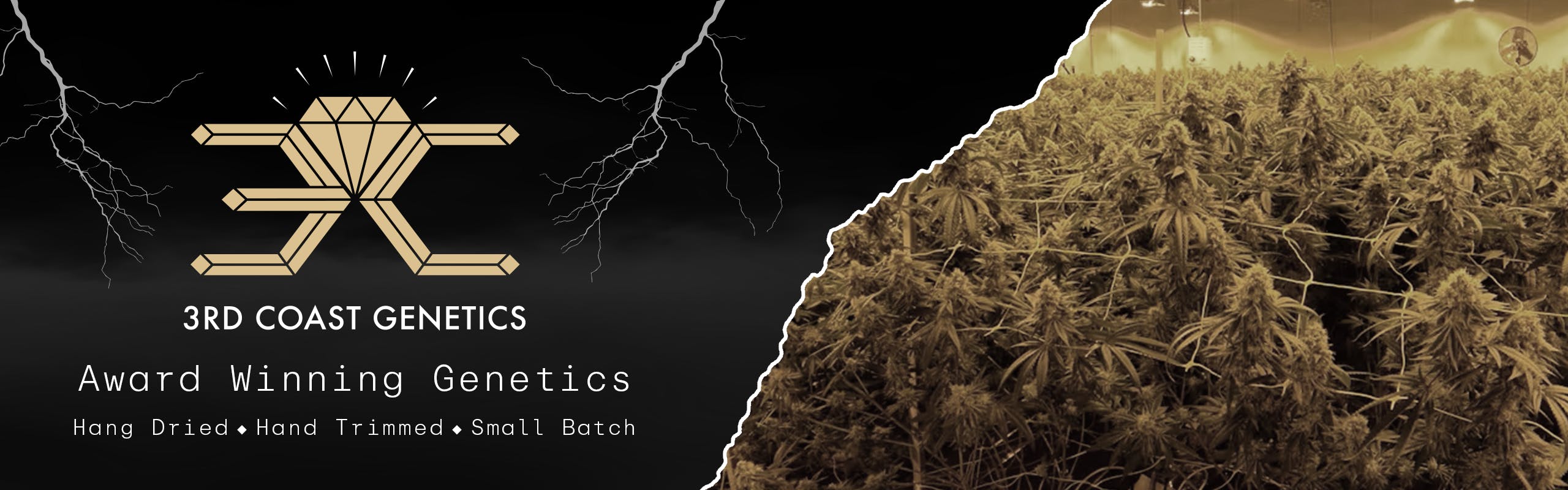 3rd Coast Genetics brand banner