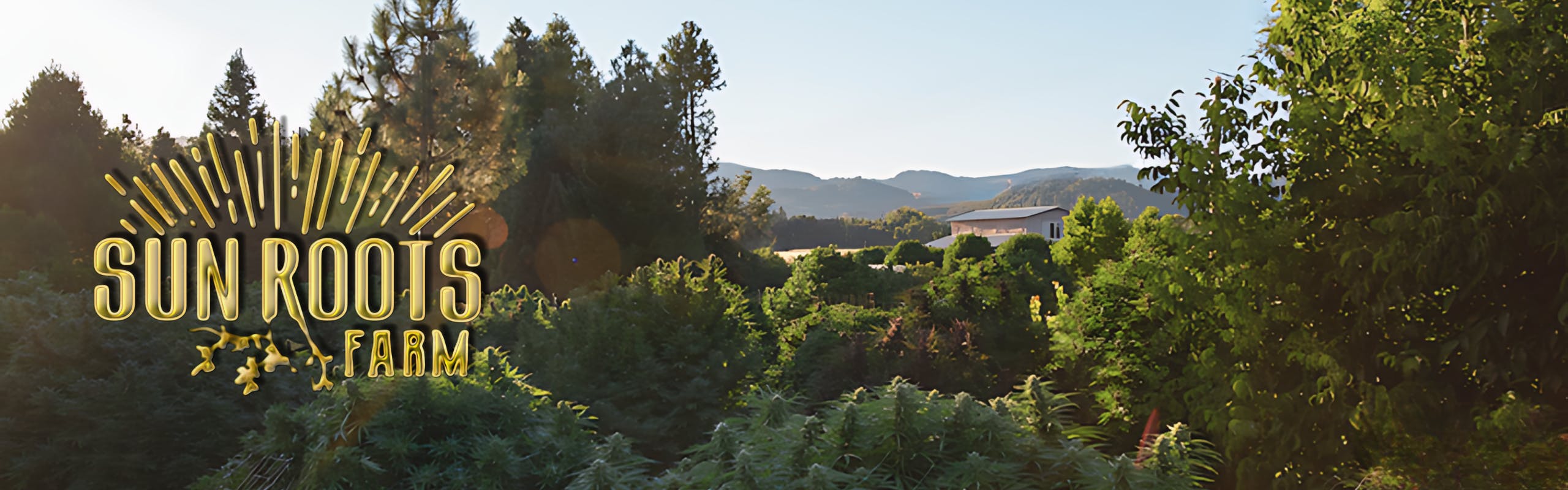 Sun Roots Farm brand banner