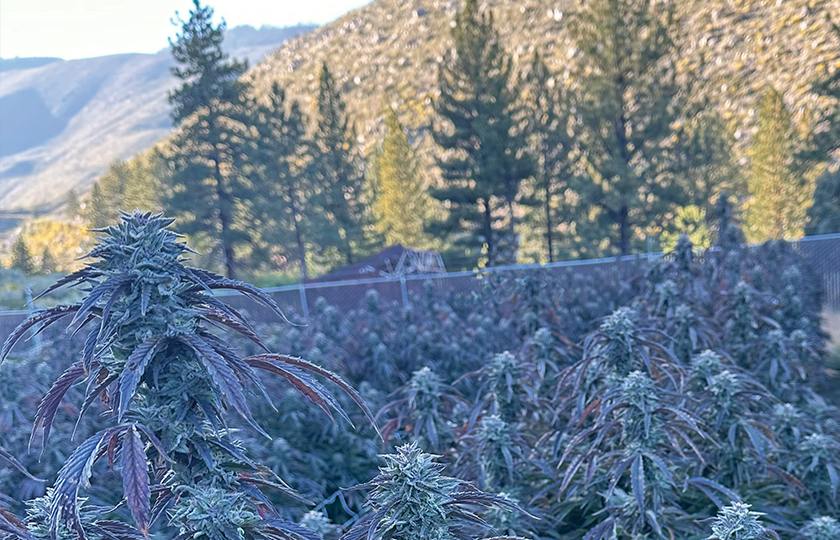 Glacier Fed Farms