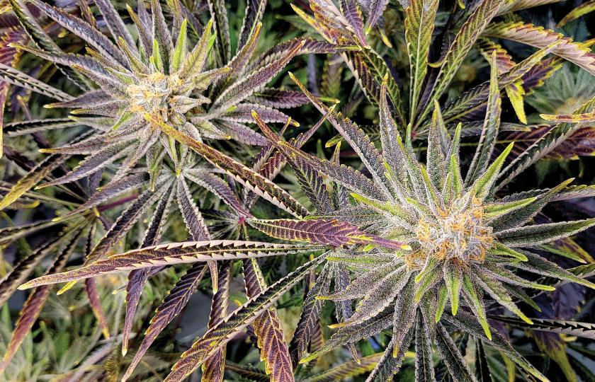 CannJah