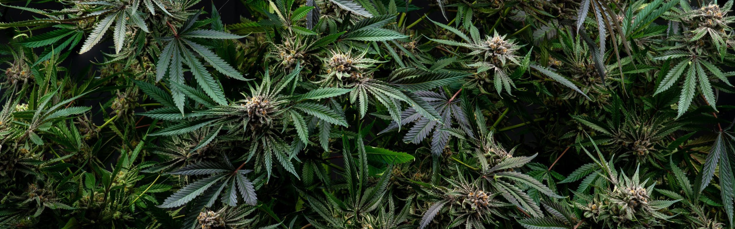 CTPharma brand banner