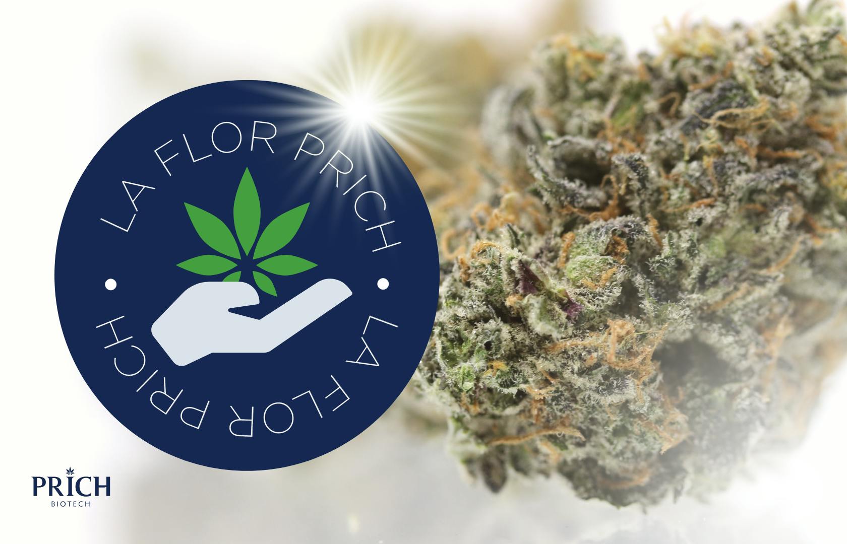 La Flor De Prich