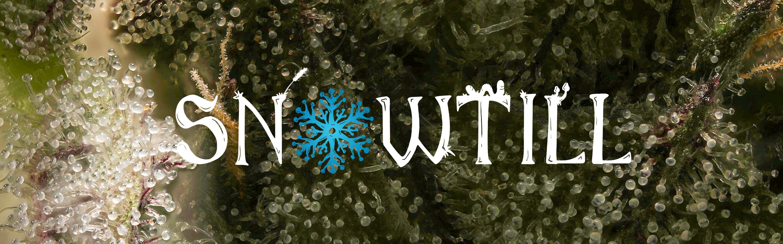 Snowtill brand banner