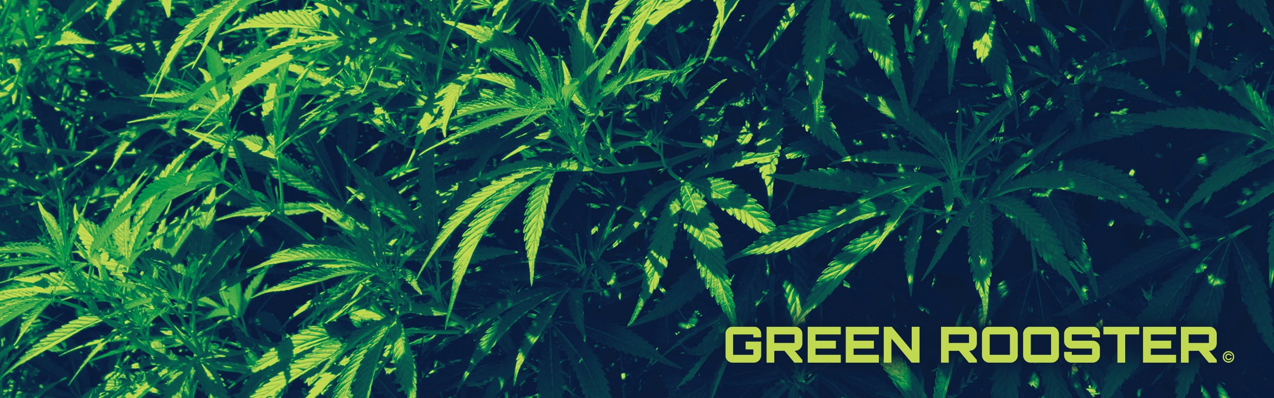 Green Rooster brand banner