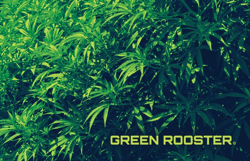 Green Rooster