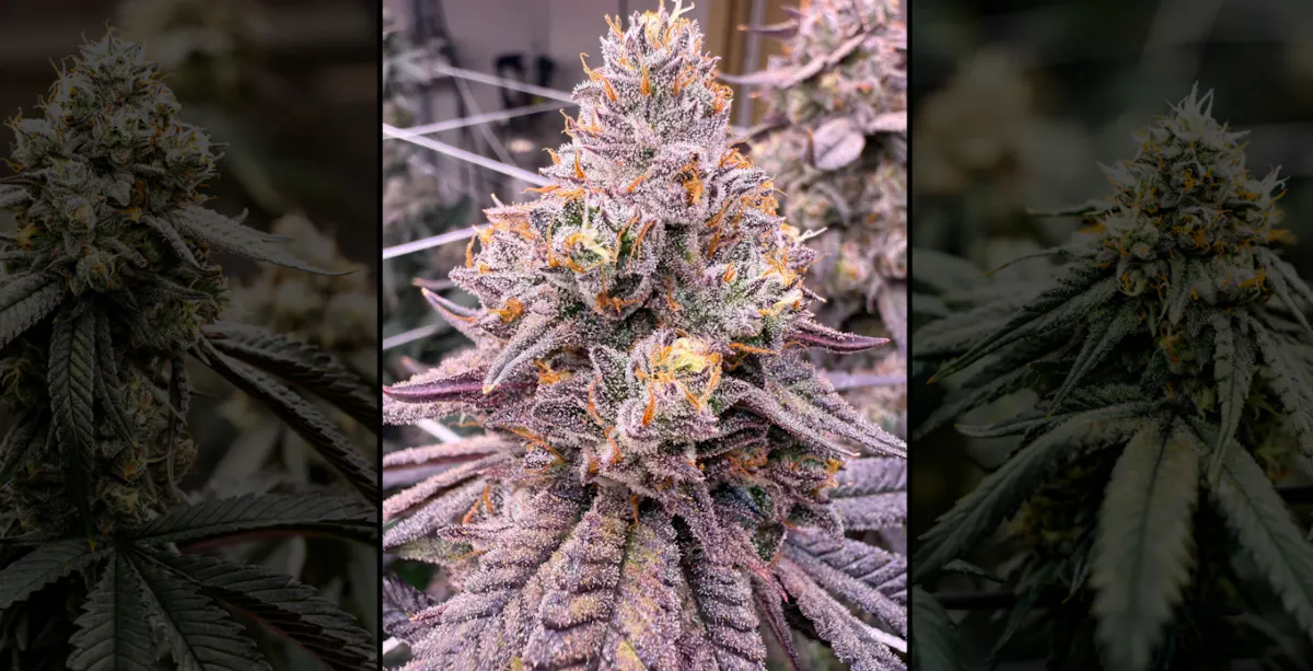 Nugz brand banner
