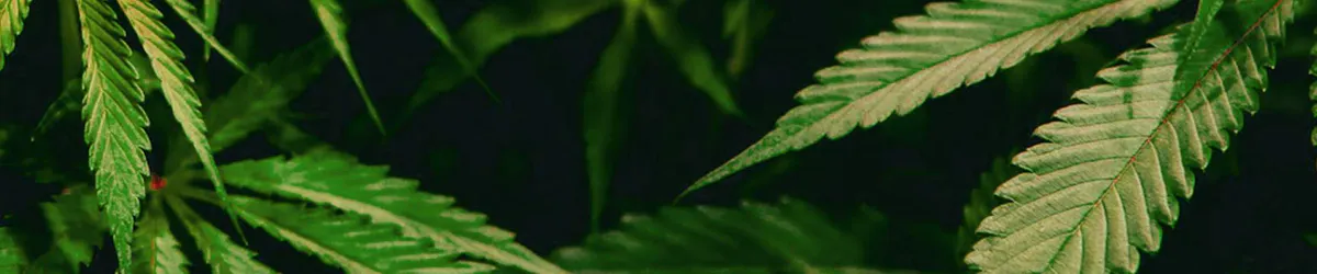 Edison Cannabis Co brand banner