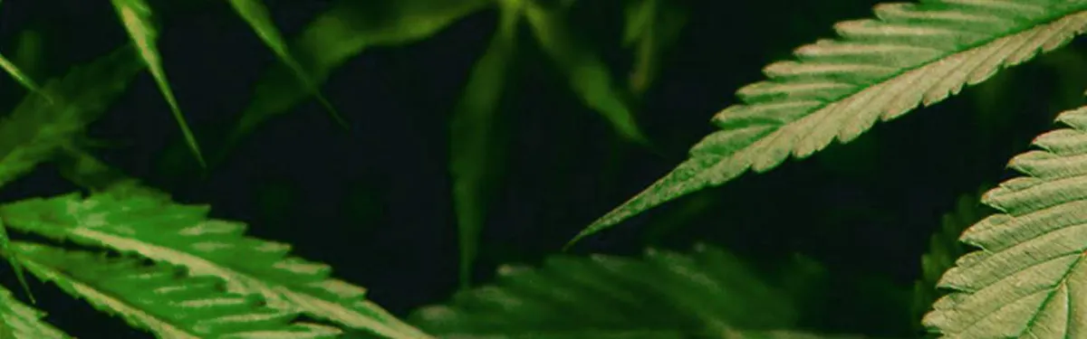 Blue Sage brand banner