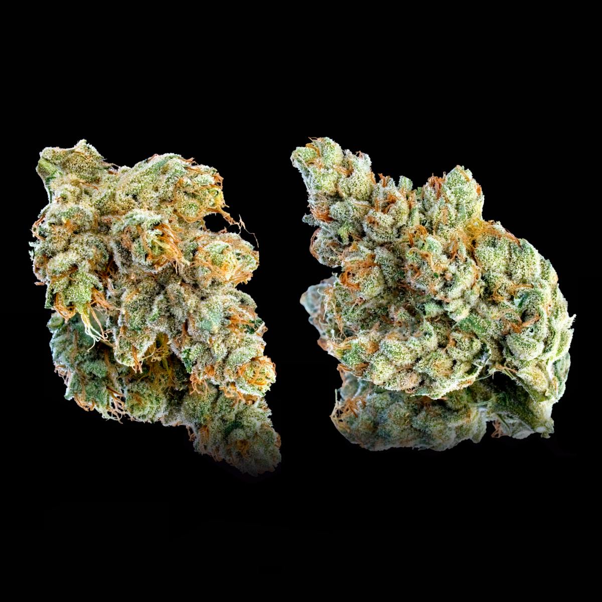 Maven Genetics - SFV OG [3.5g] - 1