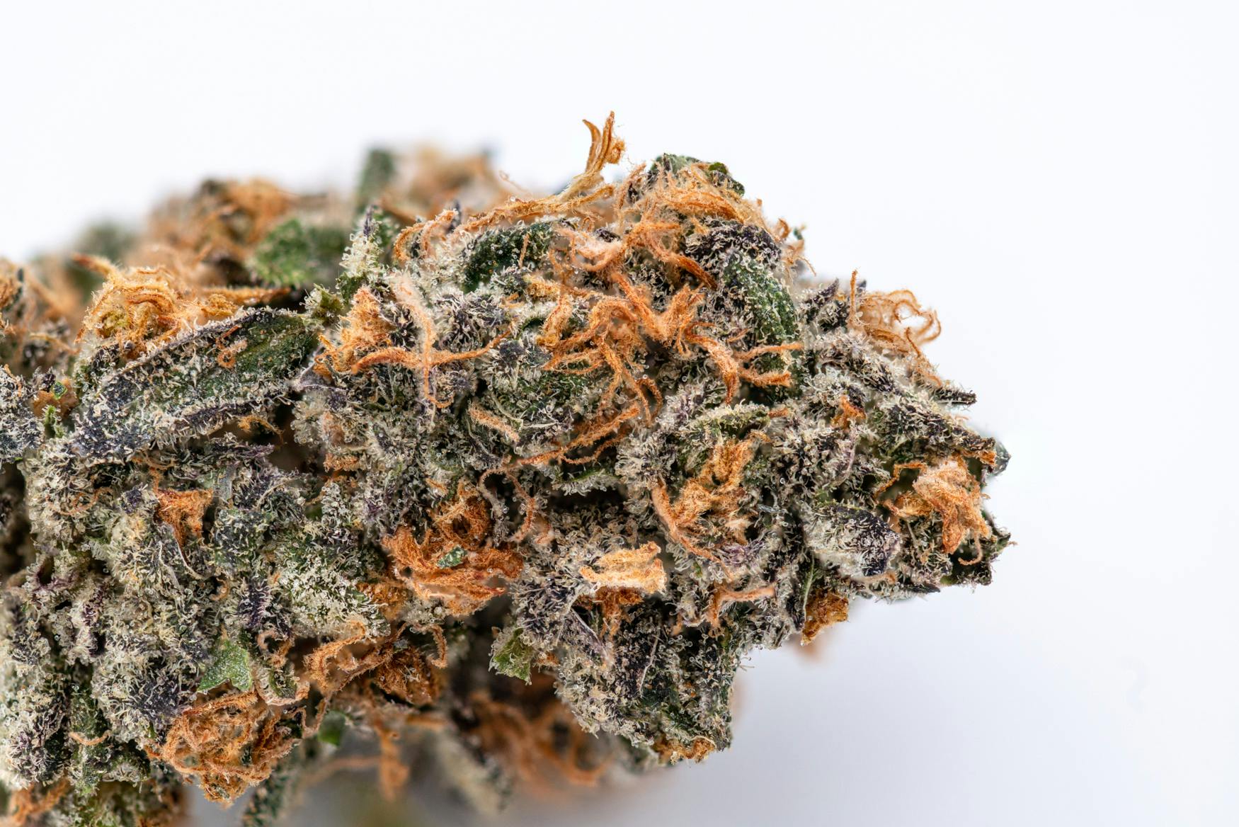 Crux Cannabis - Dog Walker Trailblazer - Peanut Butter Breath 3.75g - 1