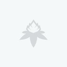 Zaza Weed Strain Information | Weedmaps