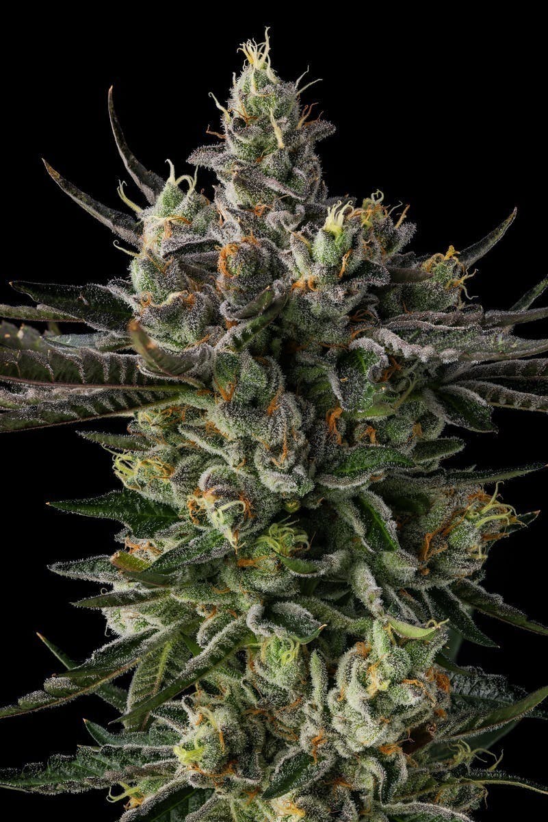 Decibel Gardens - Decibel OG | Smalls | 14g - 1