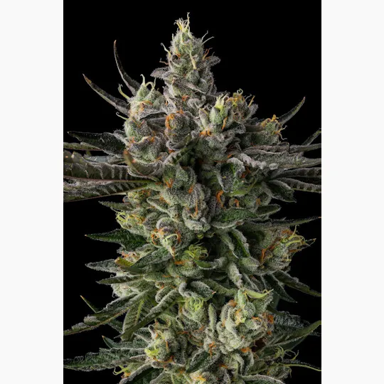 Decibel Gardens - Decibel OG | Smalls | 14g - 1