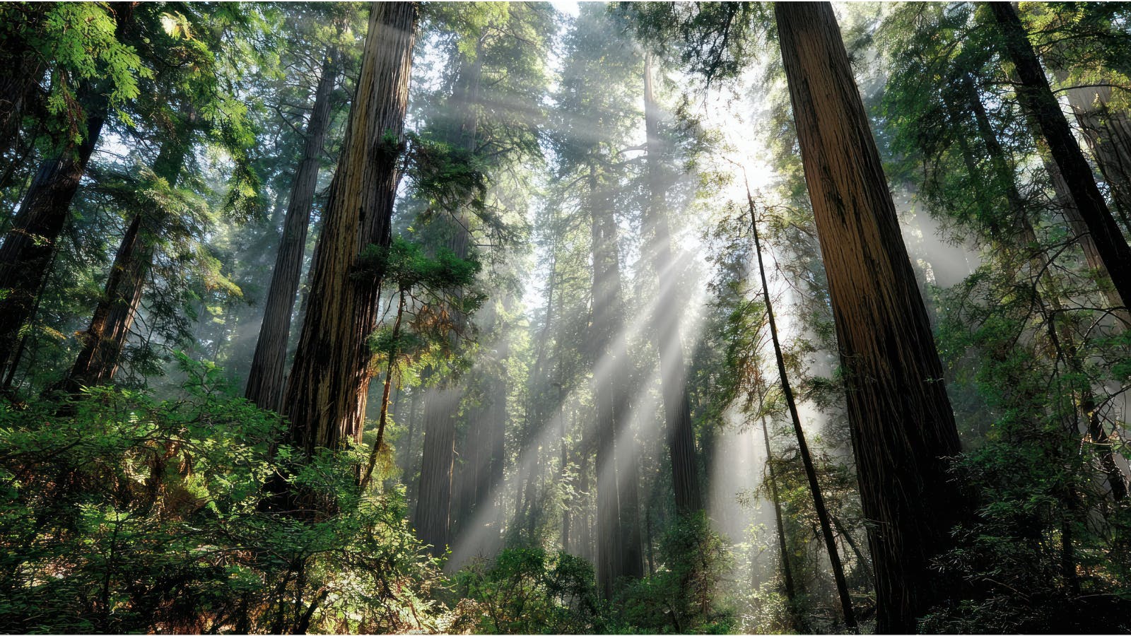 Proper Wellness Center listing banner