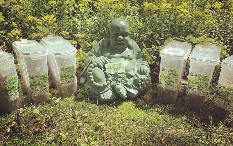 Green Buddha Info, Menu & Deals Weed delivery Biddeford, Maine