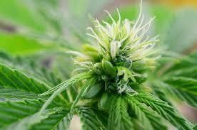 Marie Janes Cannabis Connection listing banner